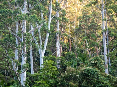 A forest of trees.